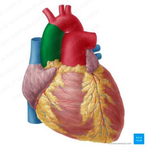 (Mô phỏng) 3D Heart - Giải phẩu trái tim 3D